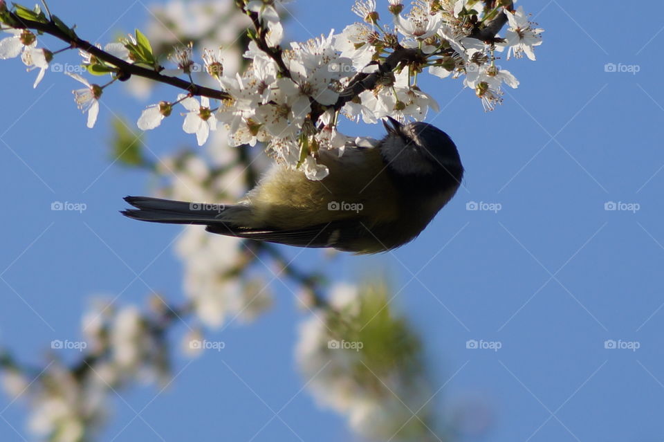 Bird and tree and flower
