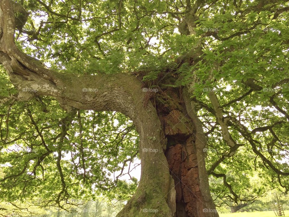 Old oak tree