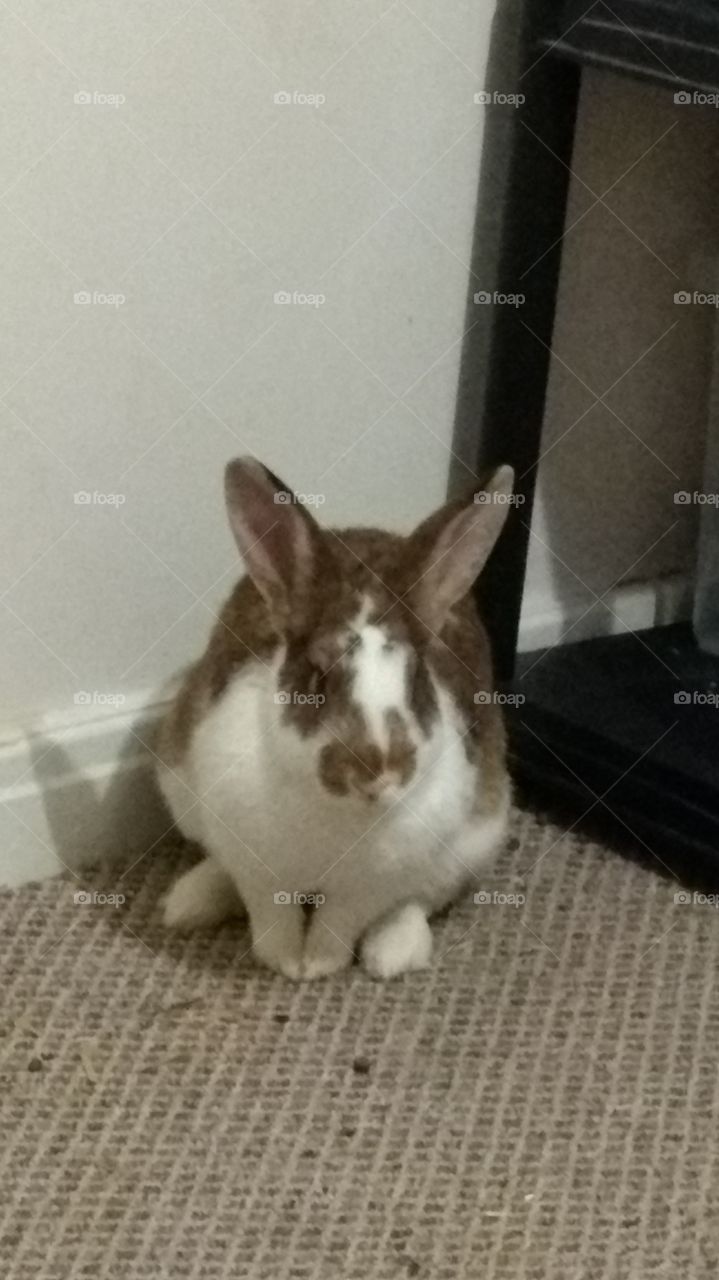 Our Cute rabbit