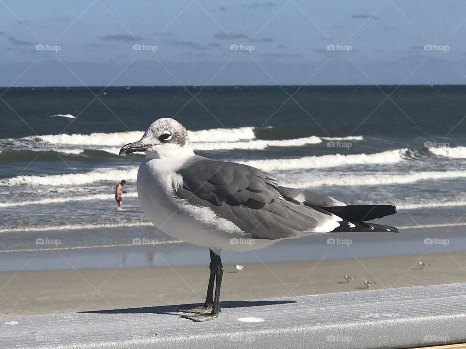 Daytona 🏖 Beach.  Seagull. 