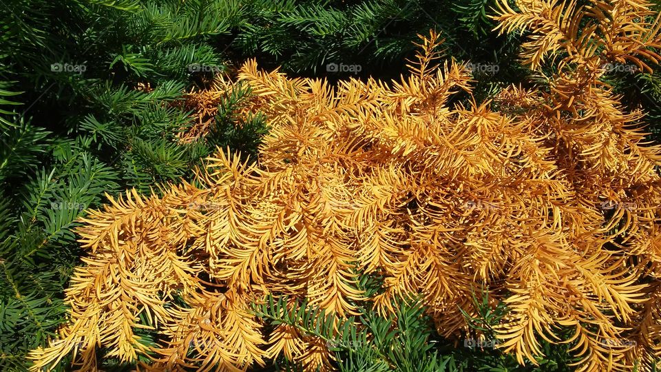 View of a tree branch during autumn