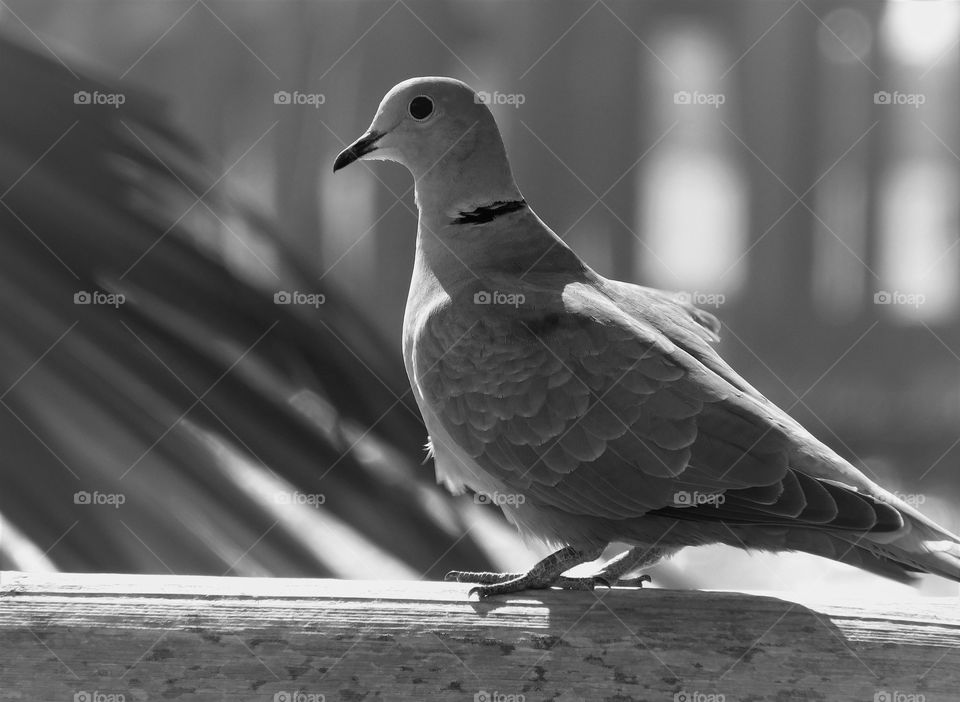 A happy grey stories of a of a dove