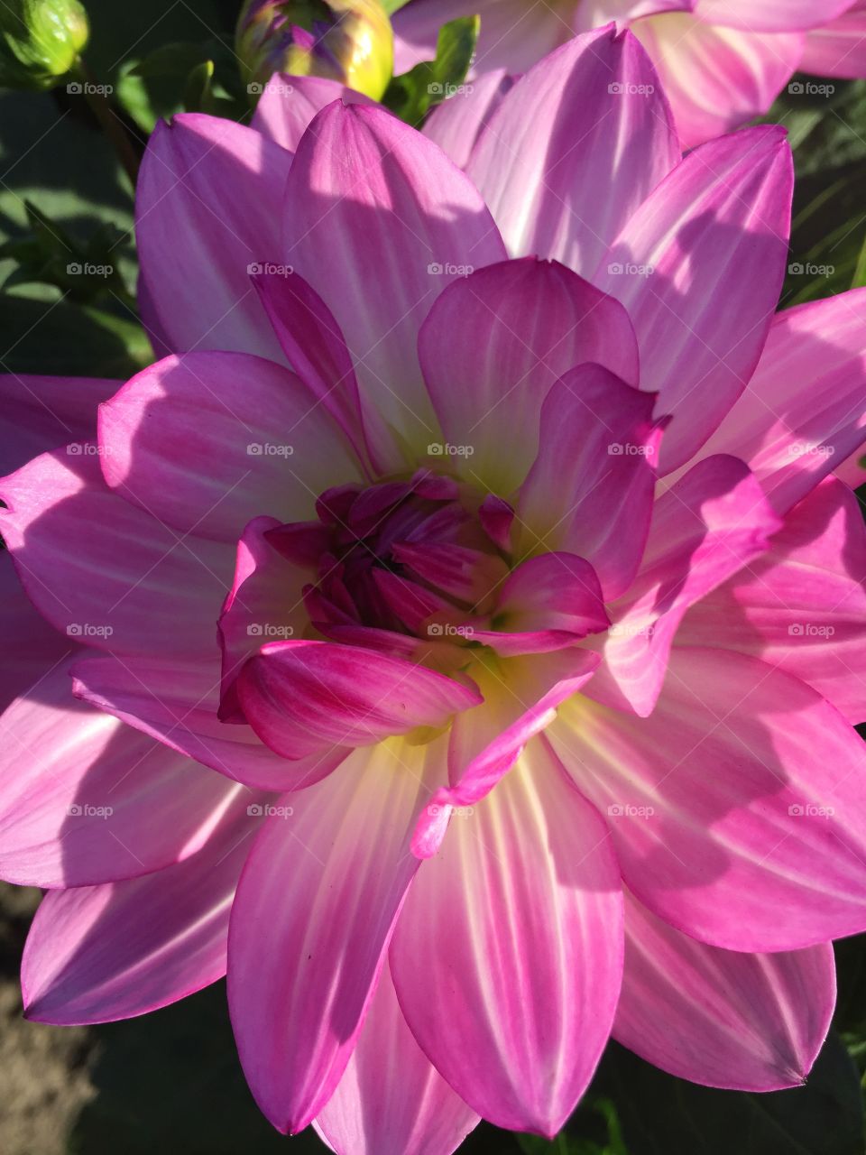 Dahlia 