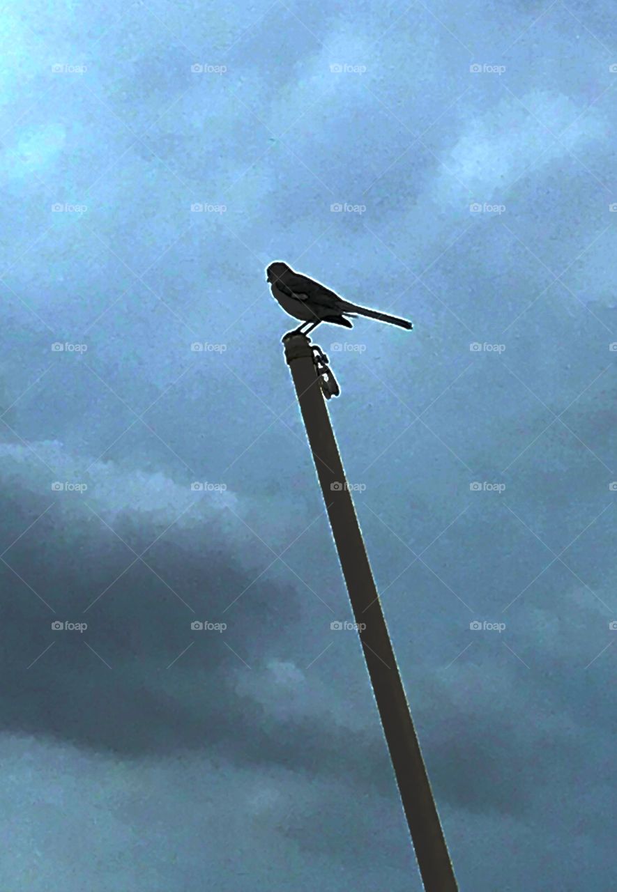 Bird atop mast