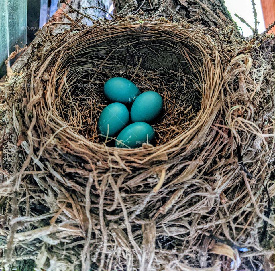 Bird's nest with eggs