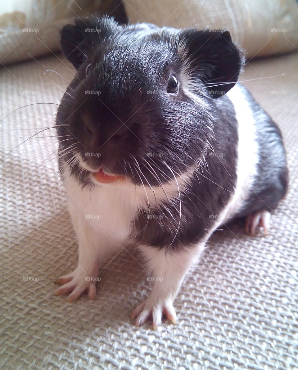 Close-up of guinea pig sitting