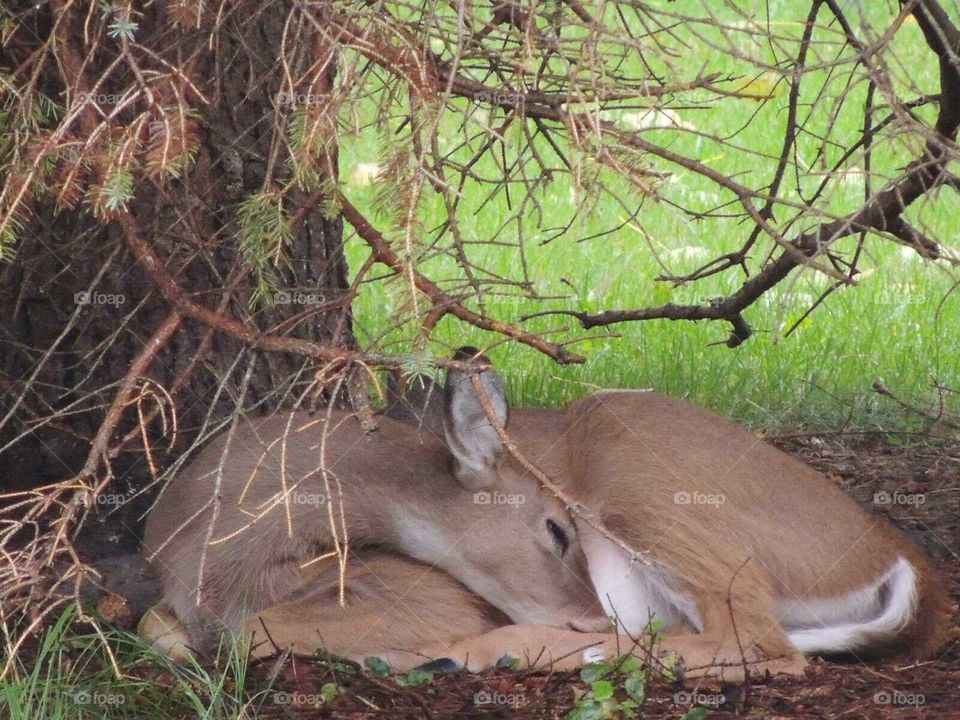 napping whitetail deer