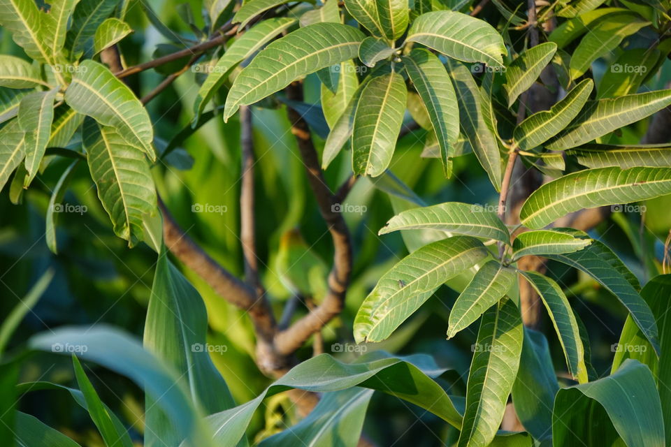 mango tree