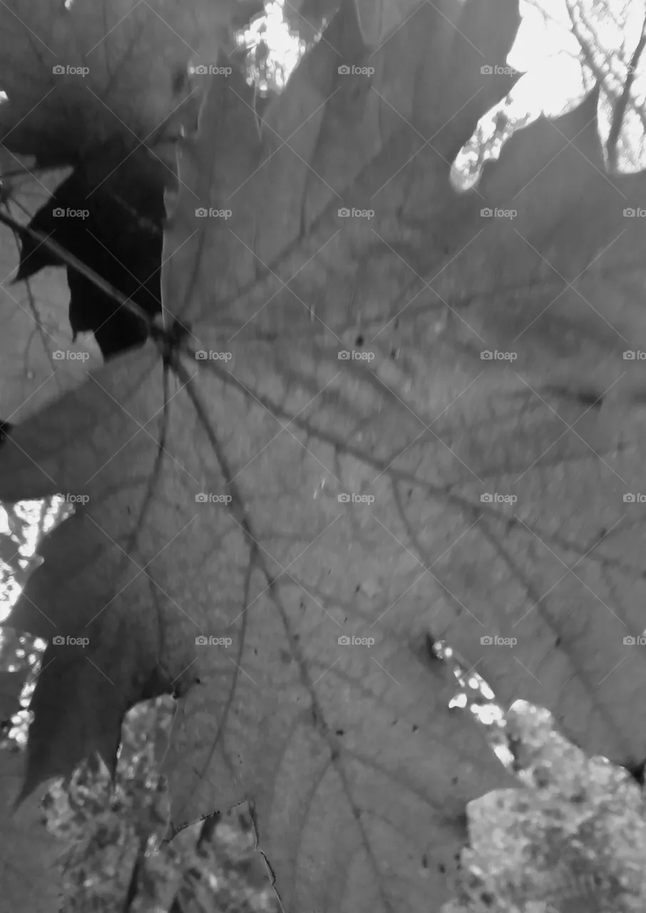 leaf