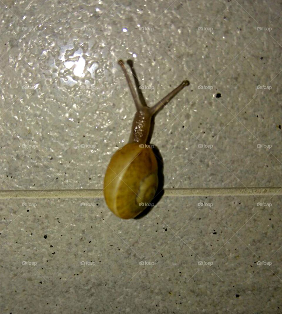 baby snail