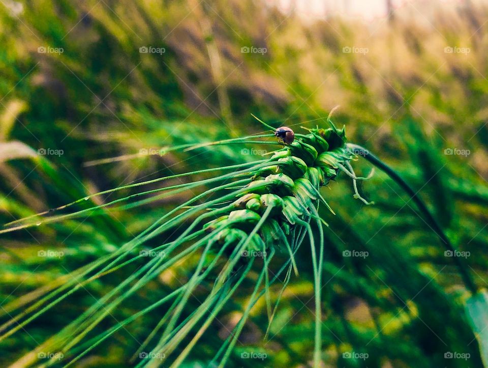 wheat plant close up
