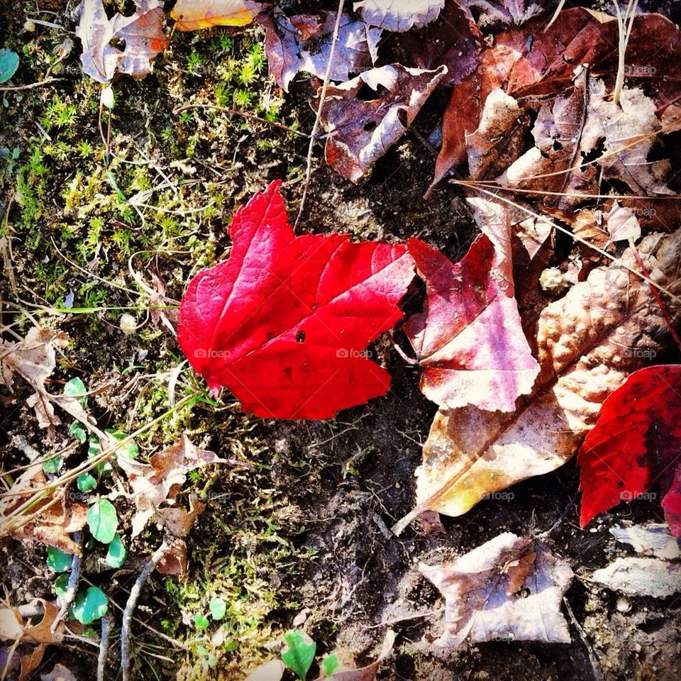 Red leaf 