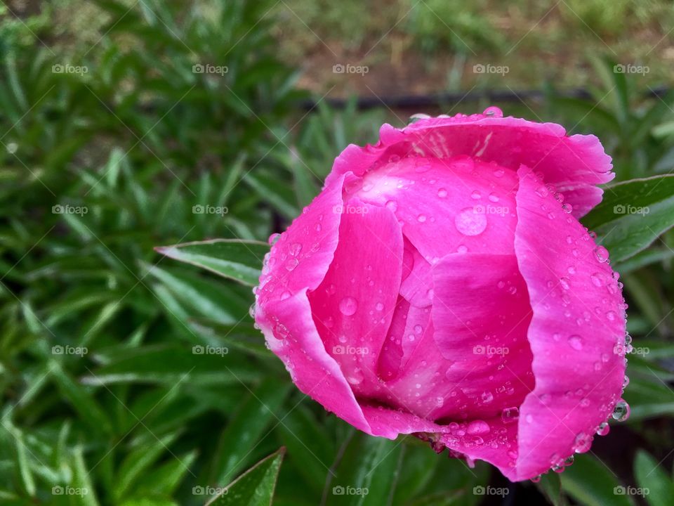 Dewy Flower