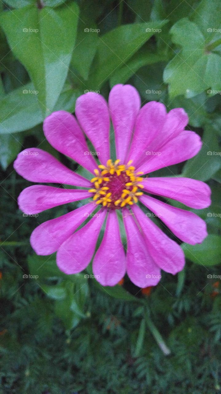 Pink Zinnia