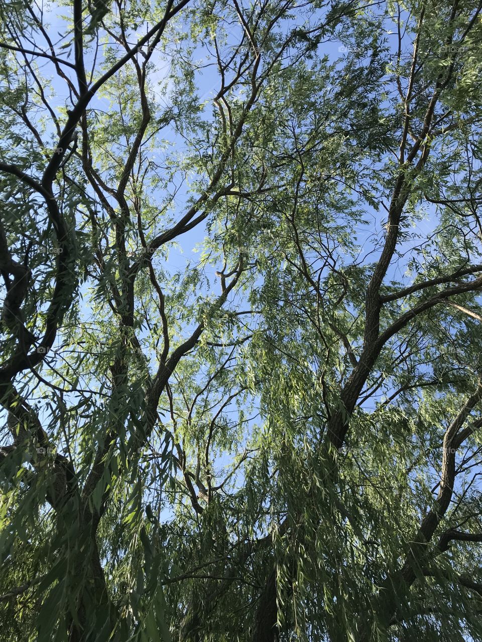 Weeping willow branches on a summer day. 