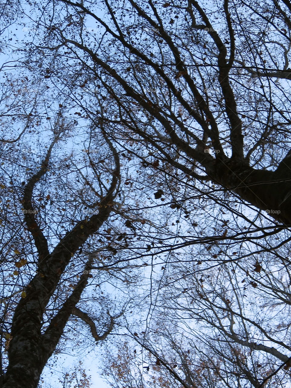 view through the treetops from the bottom To the top