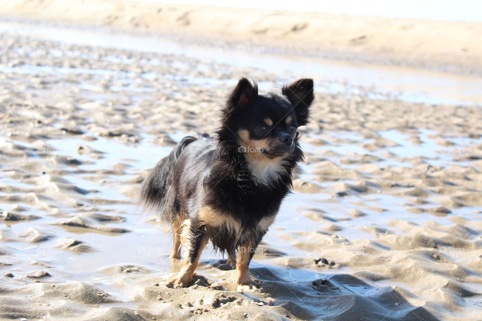 Taiga, a black and tan long coat Chihuahua (Female).
Location: The Netherlands - Scheveningen ( The hague beach ).