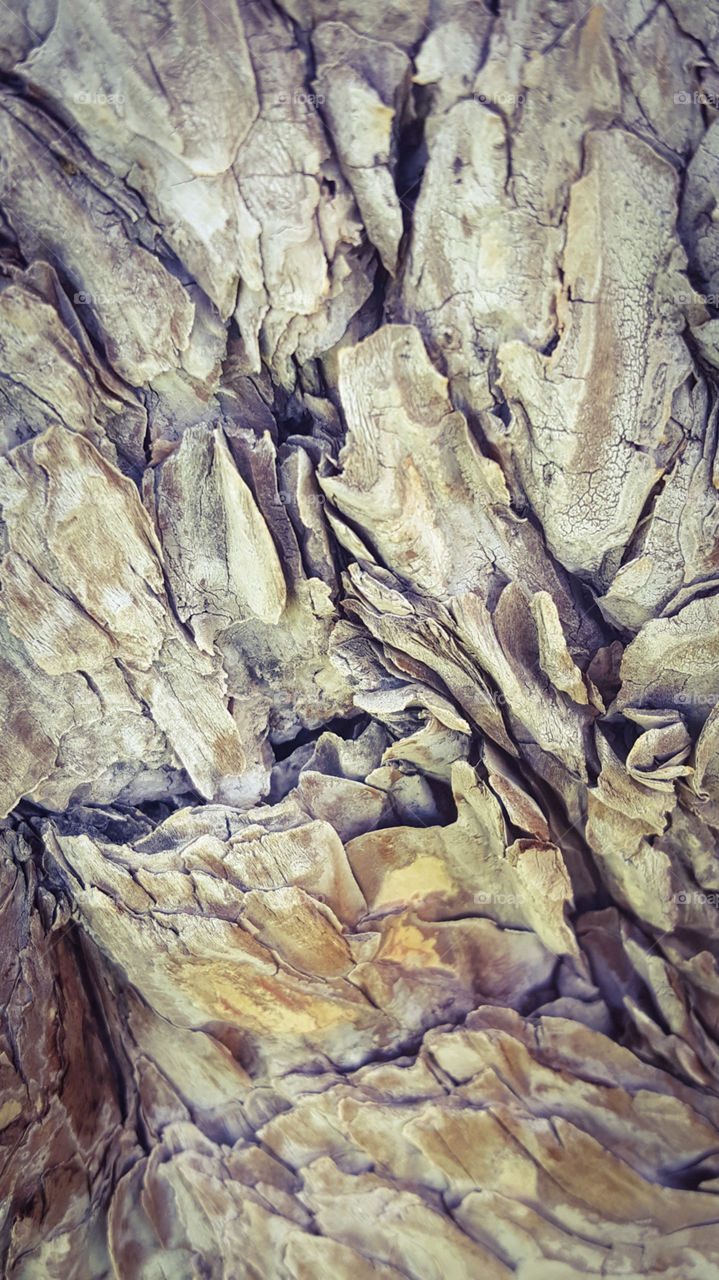 Tree Bark