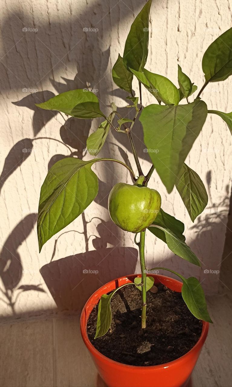 pepper in pot gardening, love earth