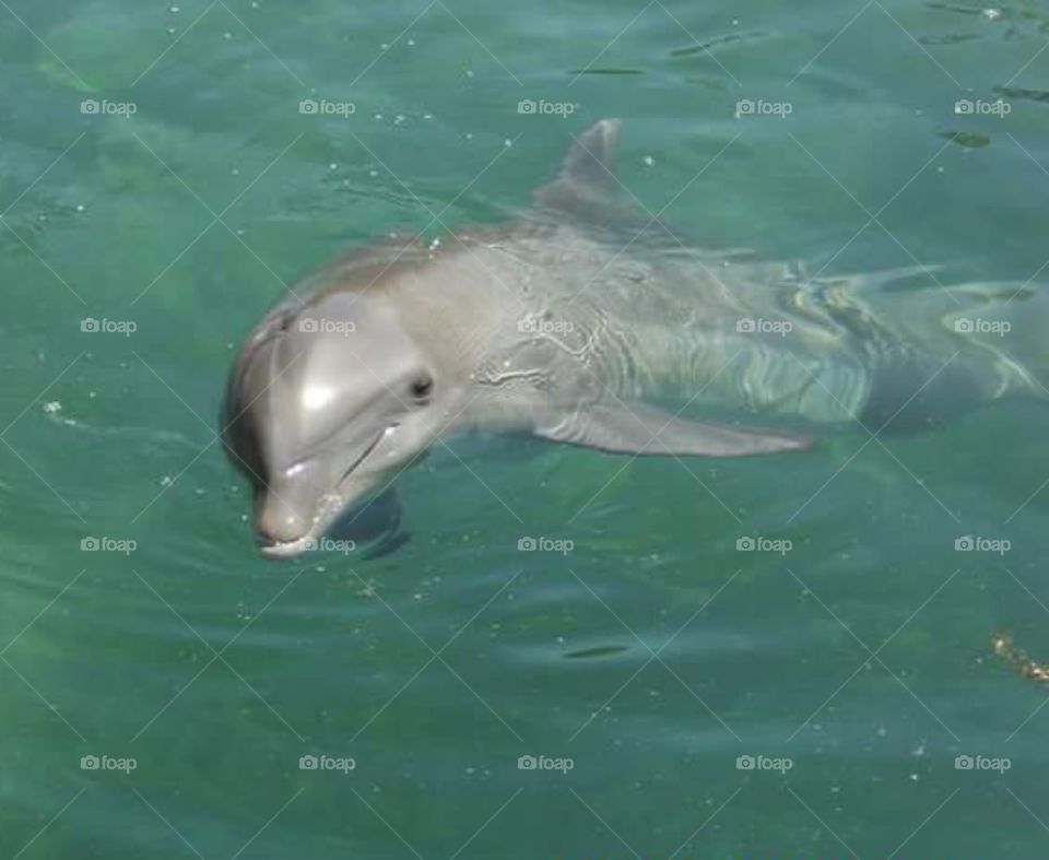 Dolphins in Cancun, Mexico