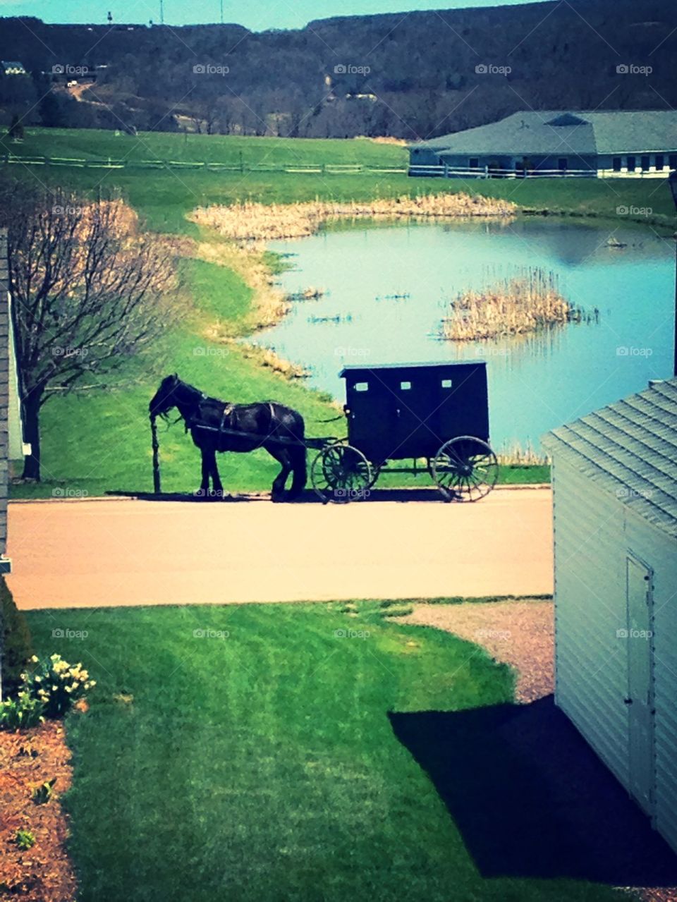 Amish Buggy