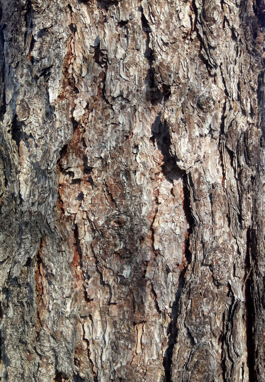 Tree bark