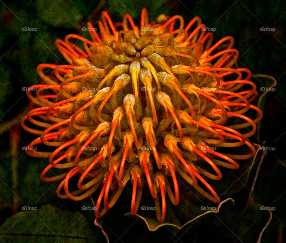 flower orange beauty clasp by idon