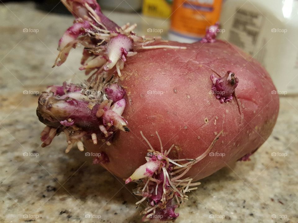Potato with Growing Spuds