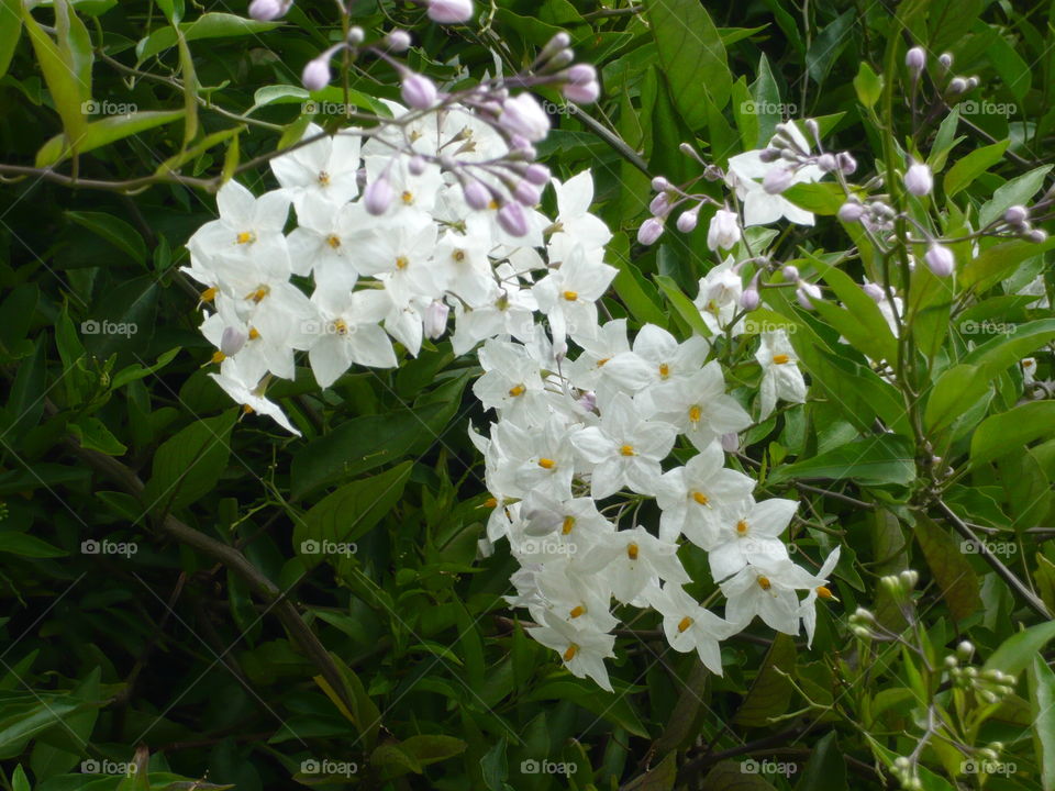 White Wildflower, Western Australia 