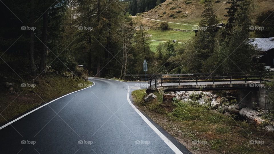 Trees forests  green beautiful 