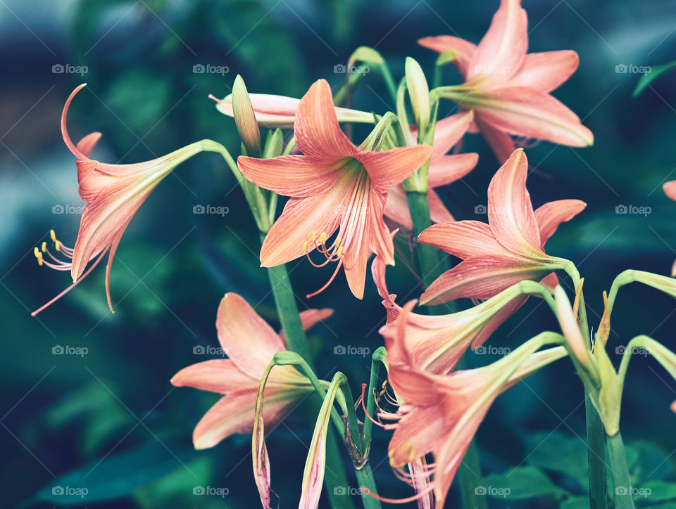 Floral photography - Striped Barbados Lilly