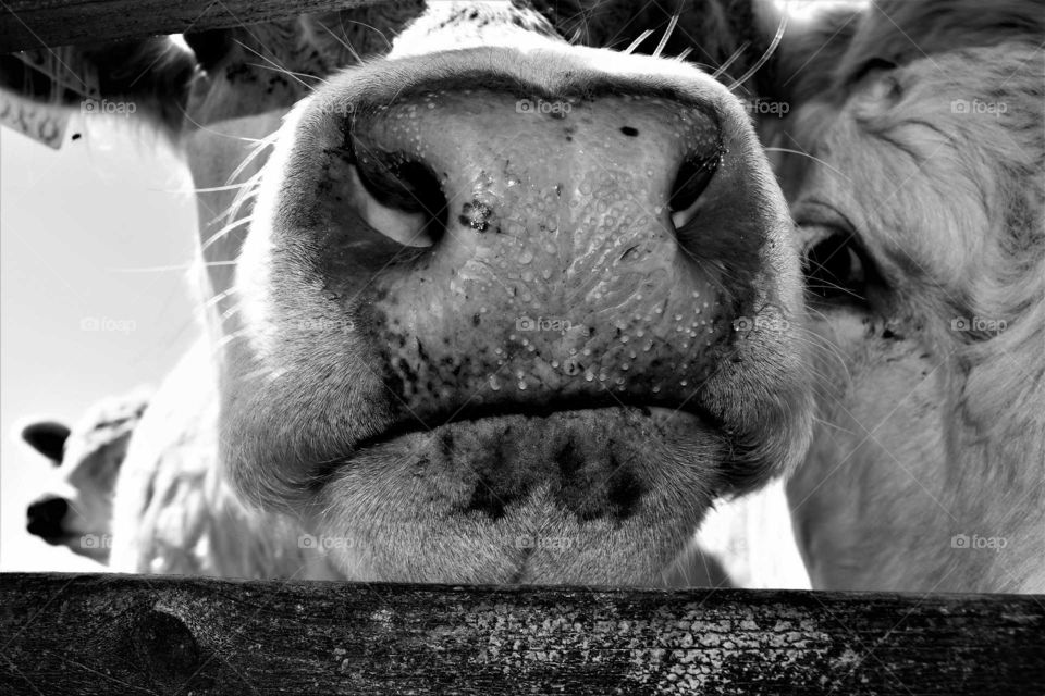 Cow snout with nostrils close up seen trough a wooden fence with a curious second cow on the right side black and white