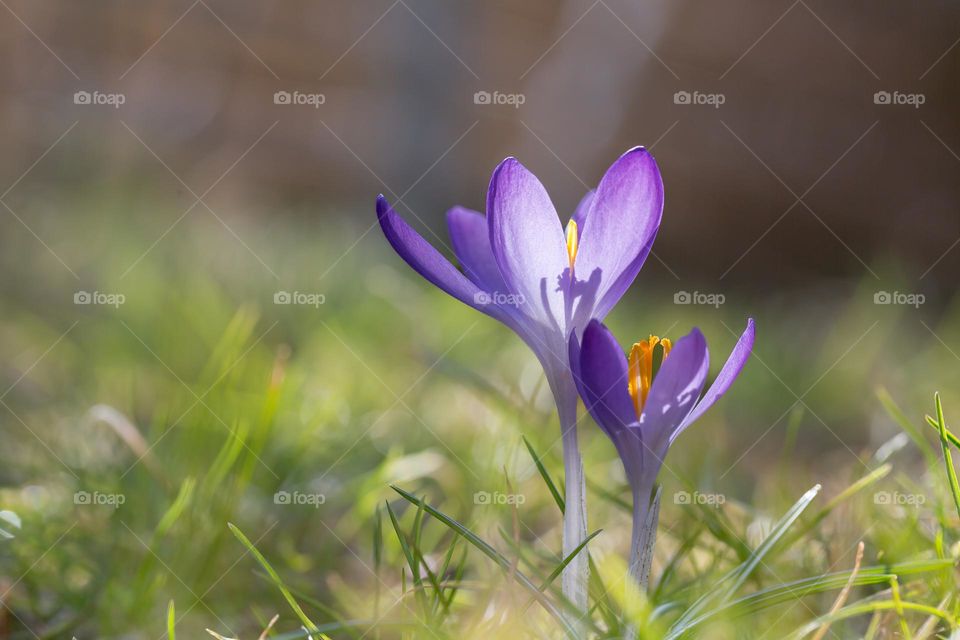 Sun shining on two purple crocus flowers in early spring 