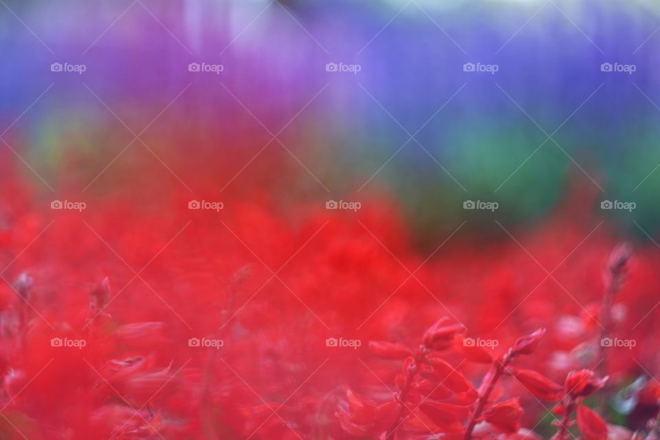 red green violet Flower. red green violet Flower,  abstract background, wallpaper