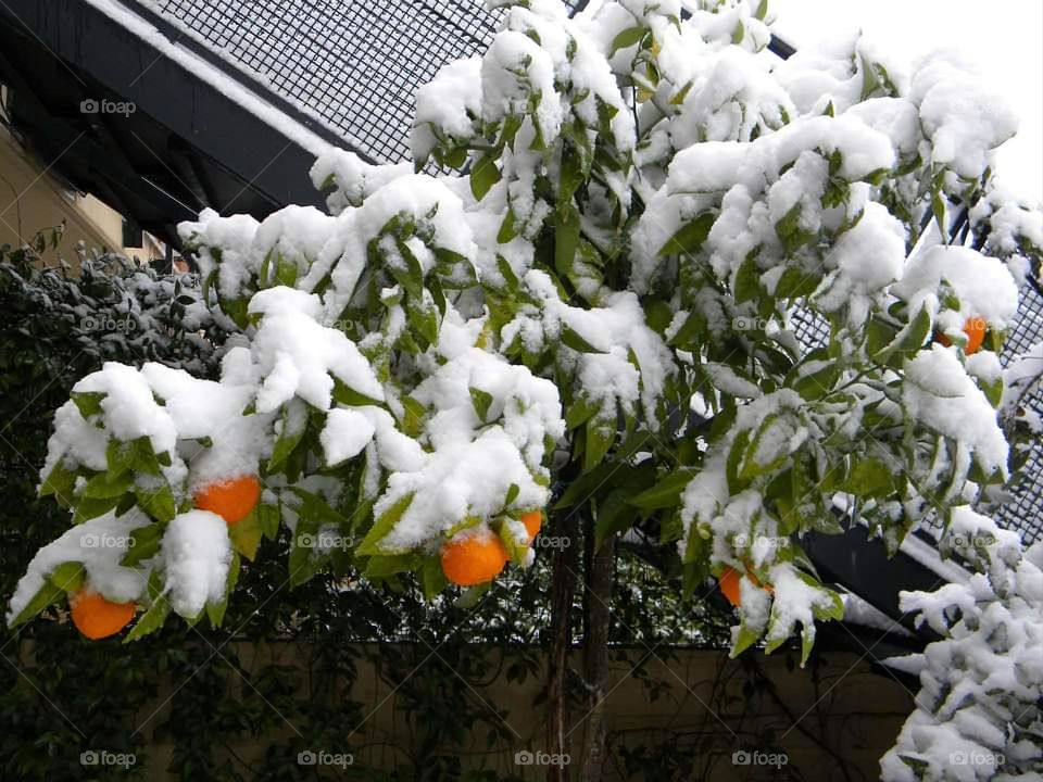 Winter in Rome