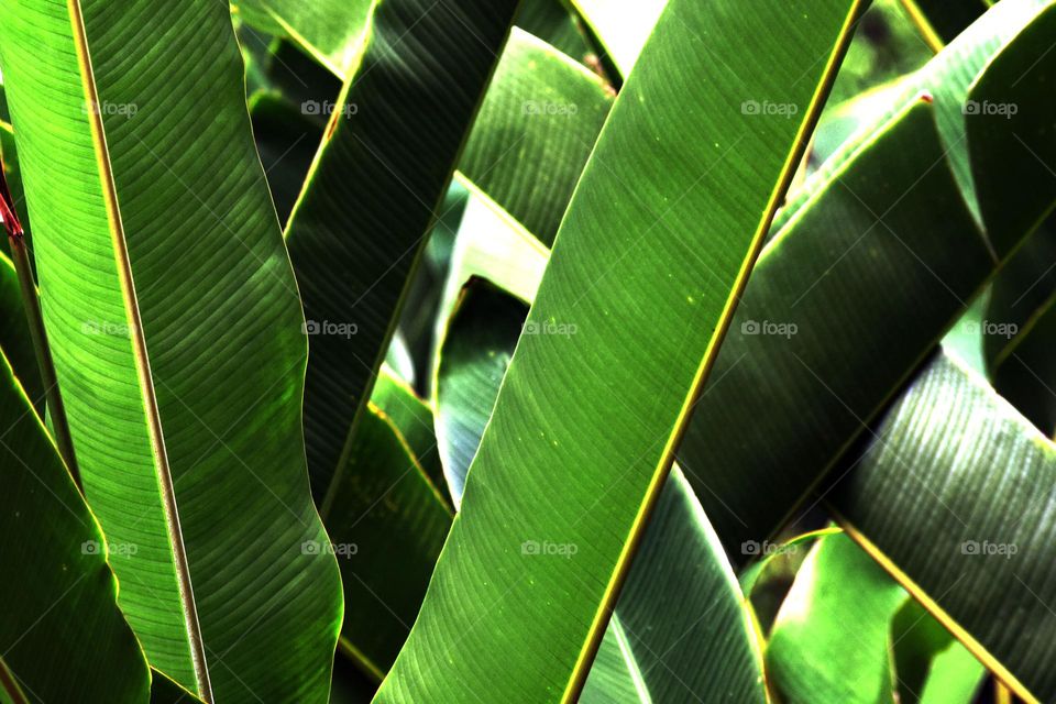 fresh green leafs for background texture