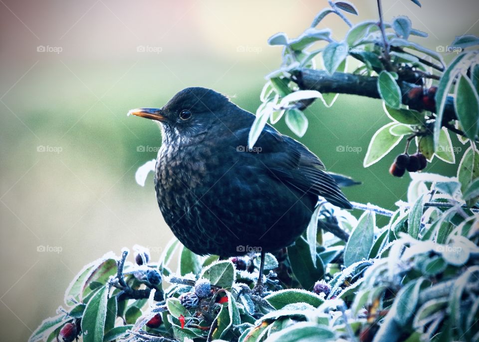 female blackbird looking for frozen fruit to eat