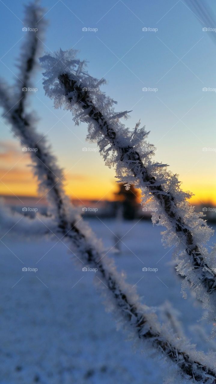 frost at sunrise