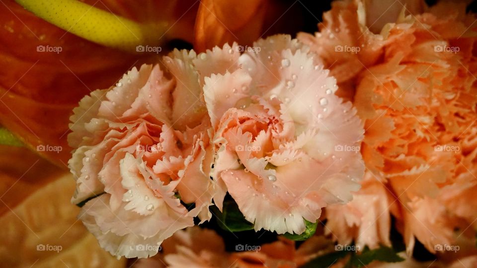 Pink carnations with water drop