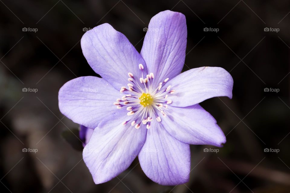 Closeup of beautiful purple blooming flower with dark background 