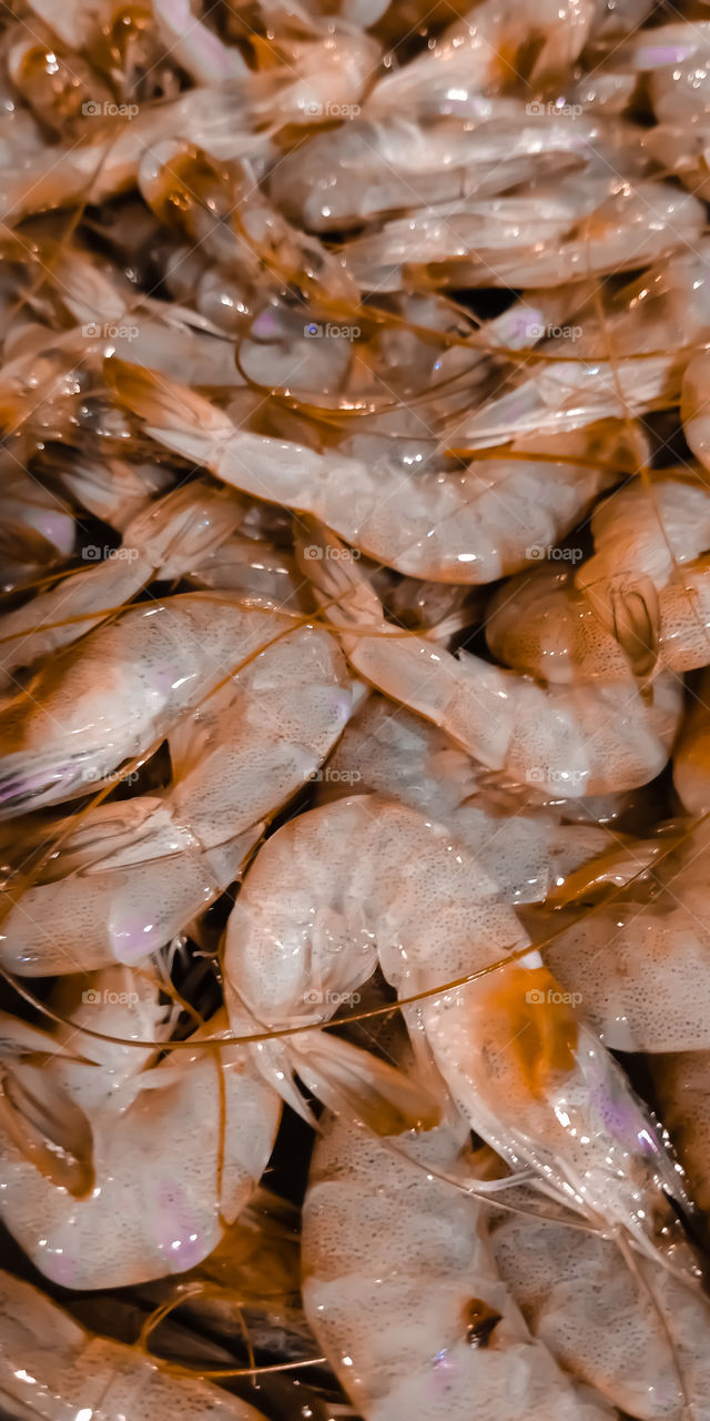 udang