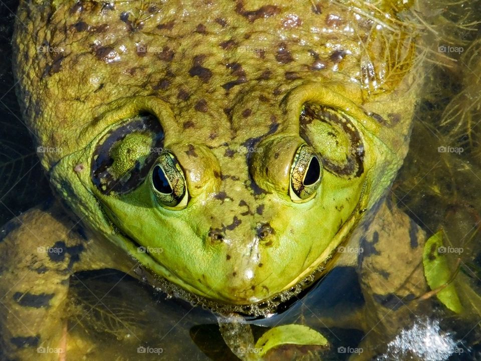 Closeup of a frog with bulging eyes 