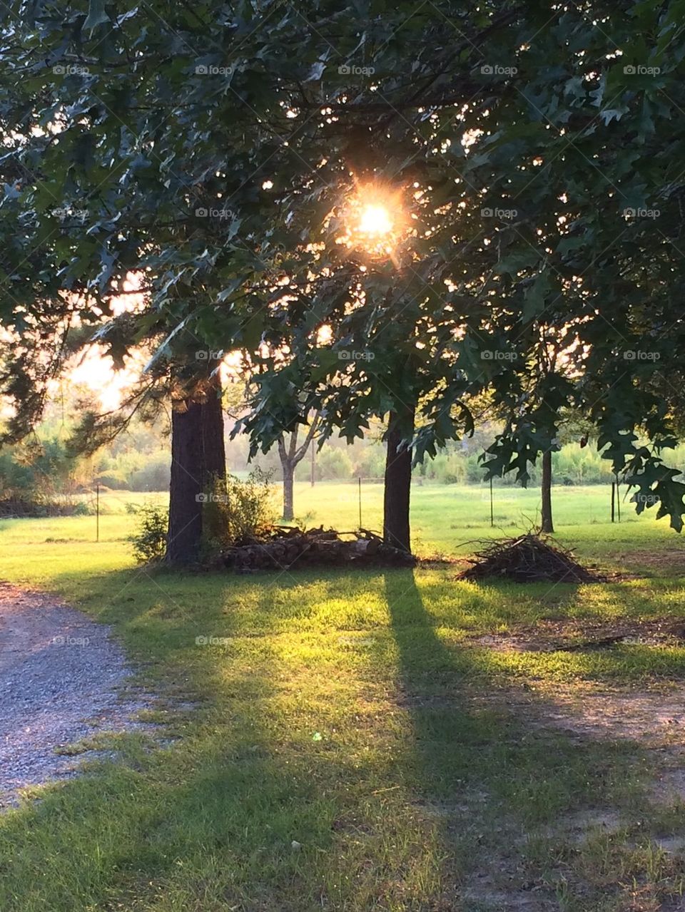 Sun through the trees