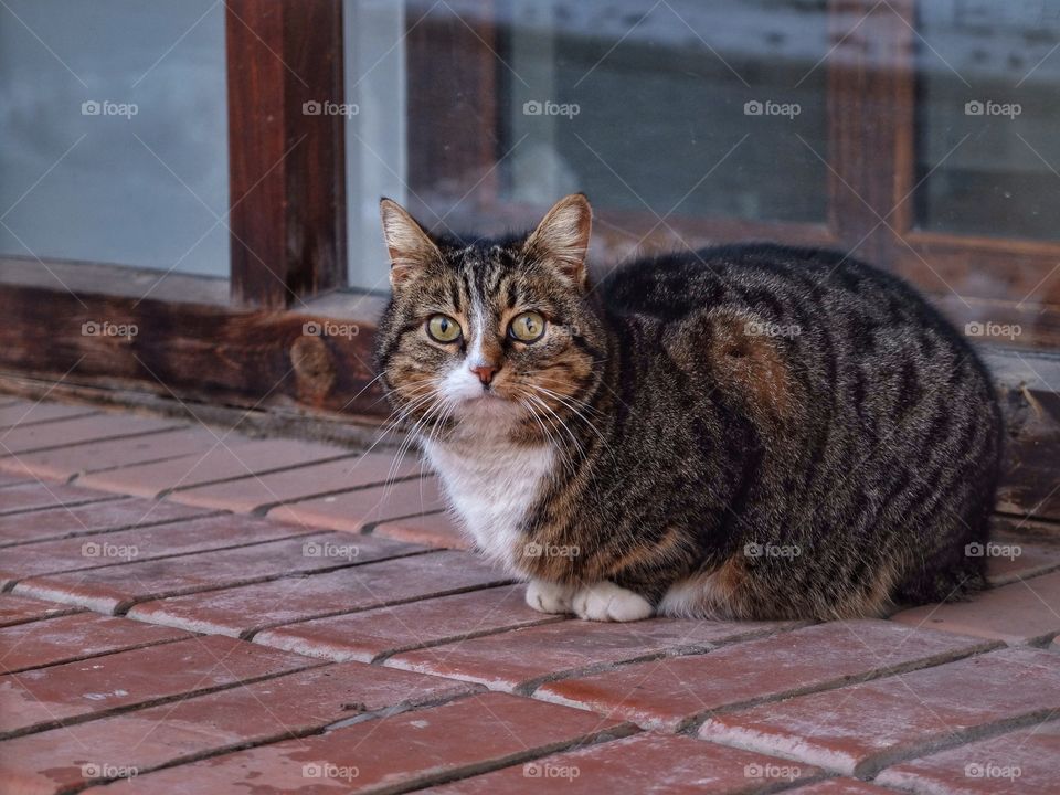 Portrait of a cat