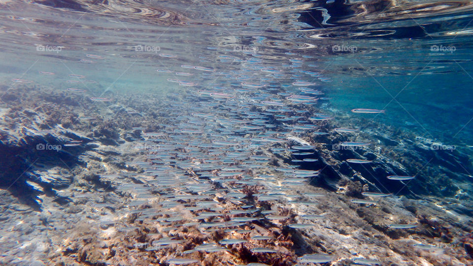 Fishes swimming in undersea