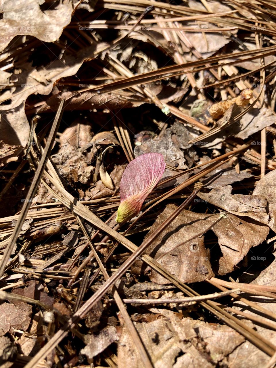 Single flower petal on forest floor 