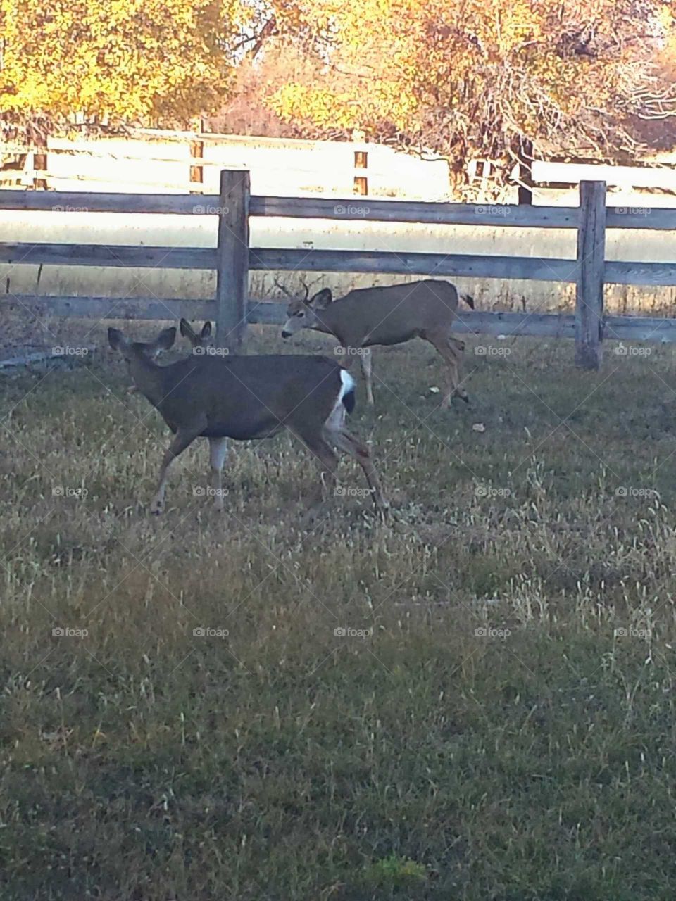Buck Mule and Blacktail Doe with Fawn