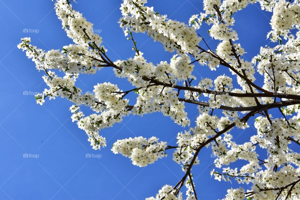 white cherry blooming tree