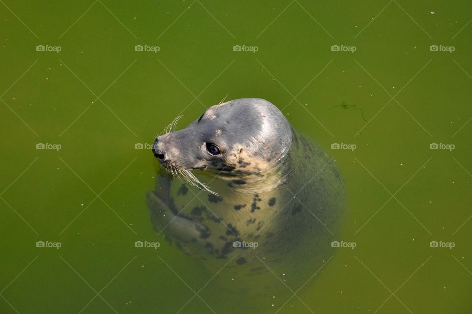 Seal in the baltic sea