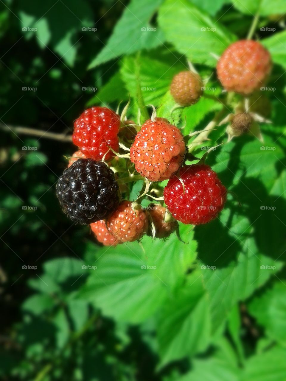 Still ripening in the early sun.. Nothing compares to fresh raspberries ready for sampling.